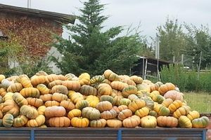 Alojamiento - La Fattoria del Boschetto