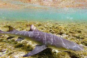 Actividad - Experiencia Lemon Shark de Sal