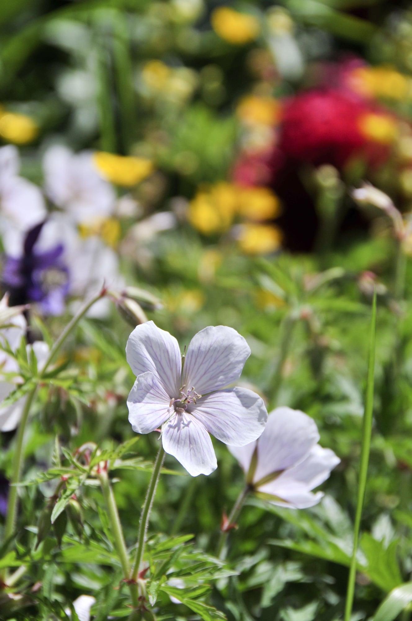 Comodidades del Alojamiento The Swallows Rest Bed & Breakfast