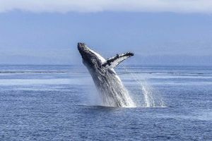 Actividad - Avistamiento de ballenas en Nuqui