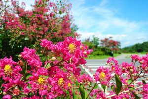 Alojamiento - Sekaiisannokakureyado Kajitsunomori