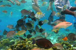 Actividad - Fantastico acuario natural en San Andres