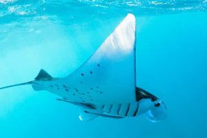 Actividad - Snorkel con mantarrayas en lancha rápida