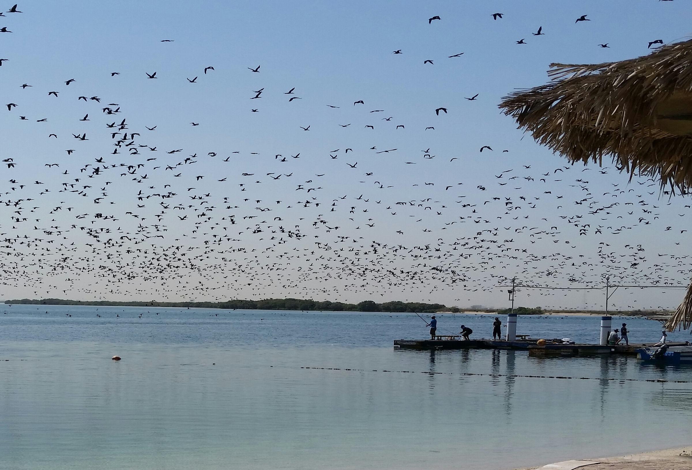 Playa Flamingo by Bin Majid