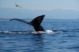 Actividad - Tour de Avistamiento de Ballenas Jorobadas