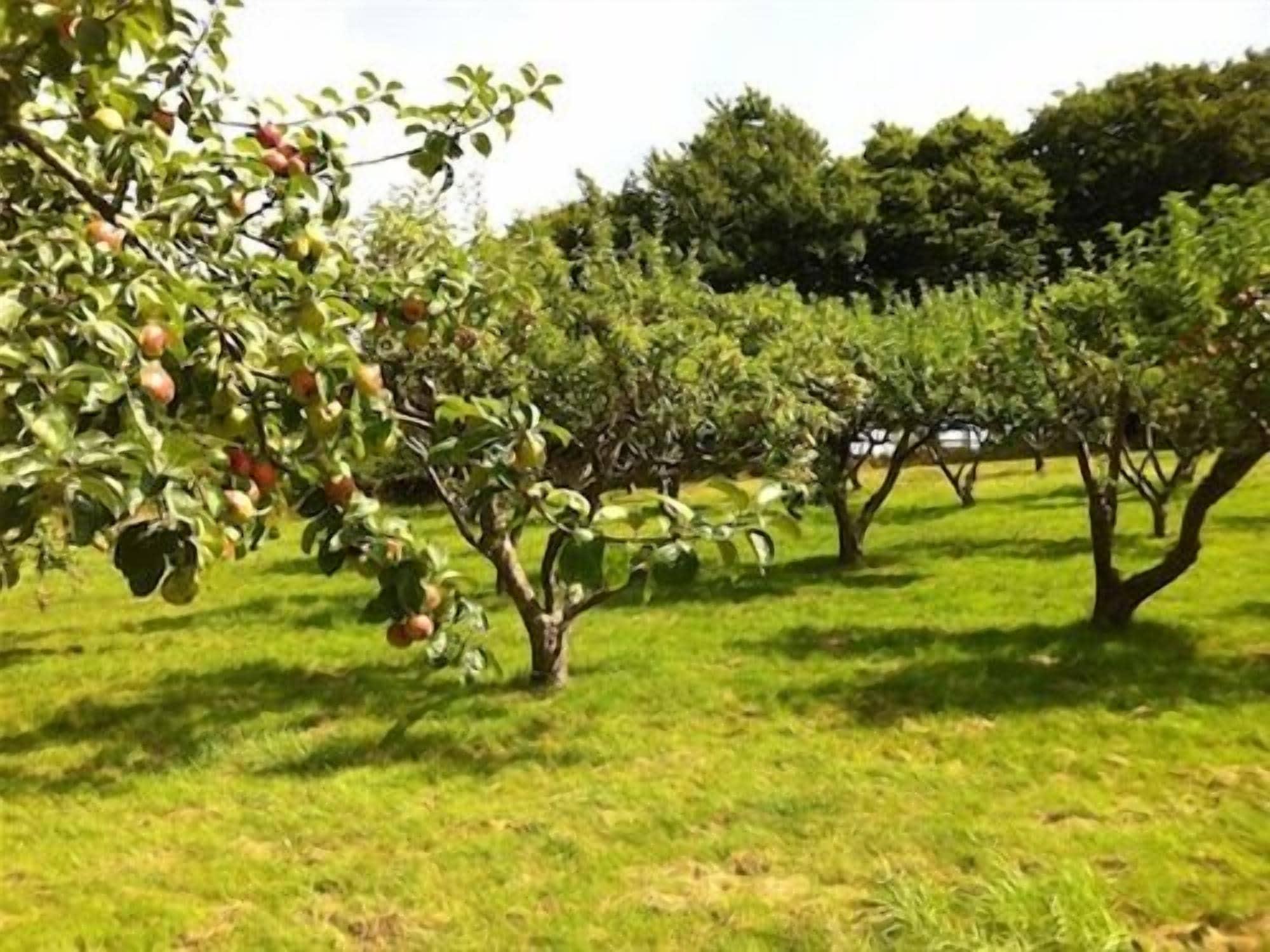 Comodidades del Alojamiento Cider Cottages