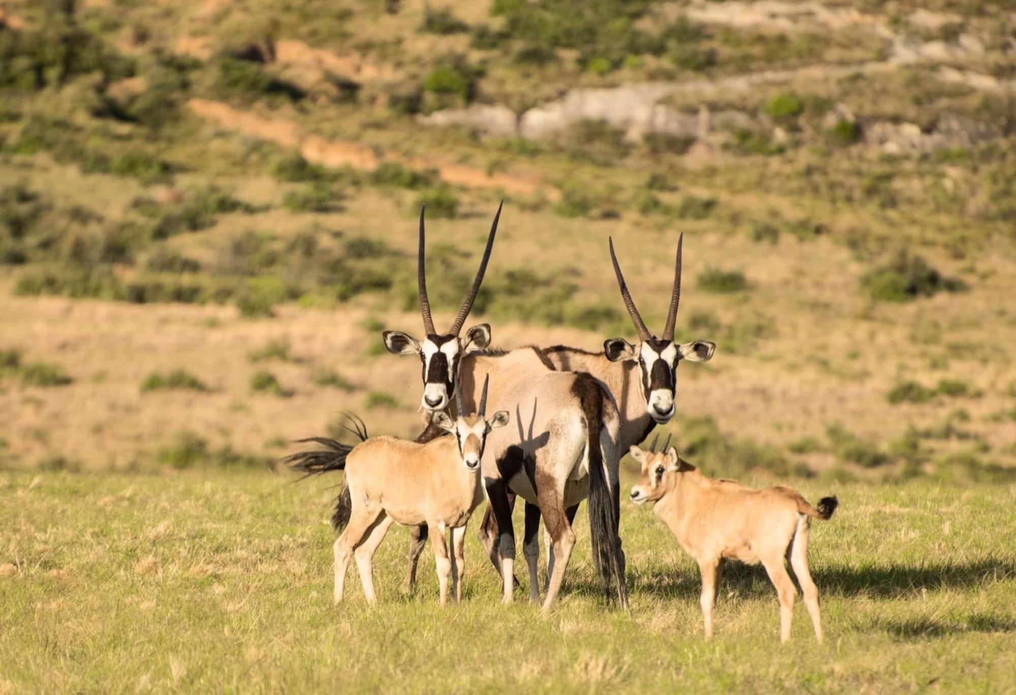 Instalaciones Recreativas Moolmanshoek Private Game Reserve