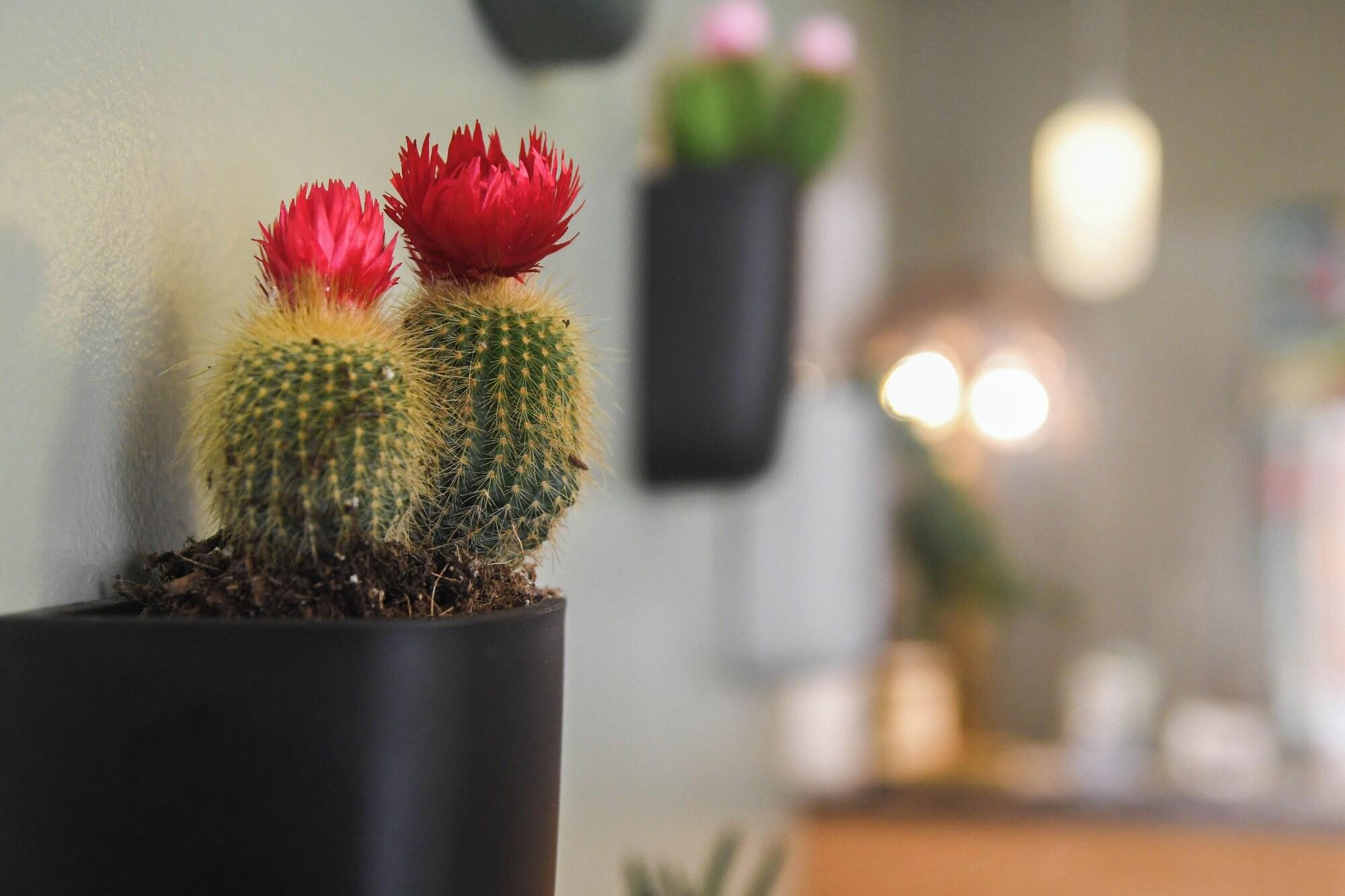 Comodidades del Alojamiento Hotel Du Palais Bastia Centre
