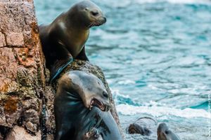 Actividad - Islas Ballestas desde Paracas