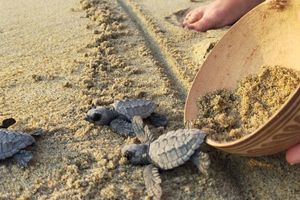 Actividad - Bioluminiscencia y Liberación de Tortugas