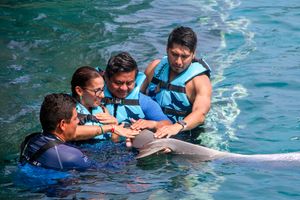 Actividad - Isla Mujeres: Dolphin Connection
