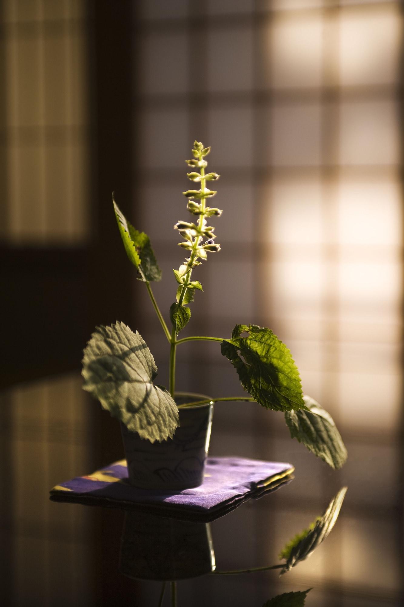 Set de Habitación Motoyu Ishiya