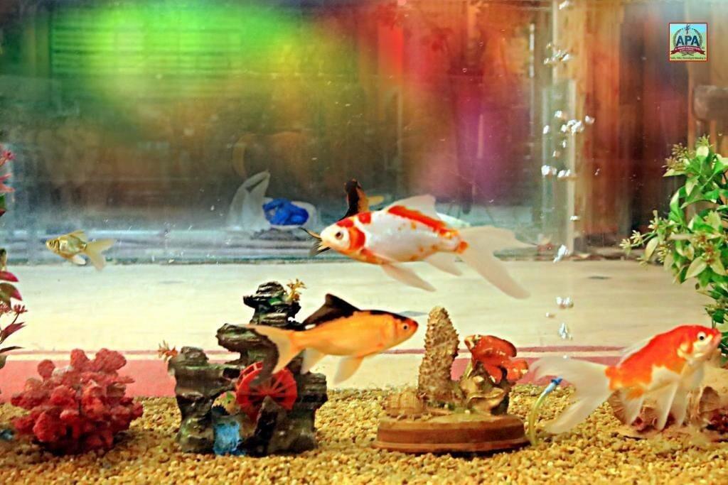 Comodidades del Alojamiento Hotel Royal Inn