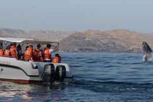 Actividad - PIK-Observacion de Ballenas desde Punta Sal