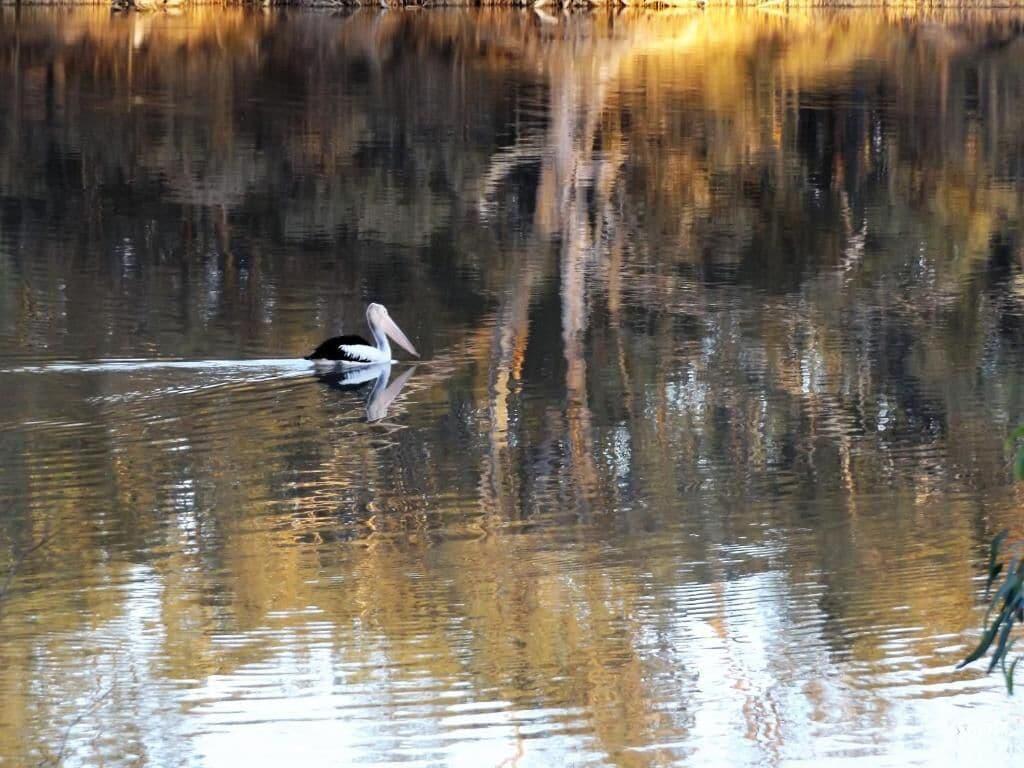 Varios Euston Club Motel