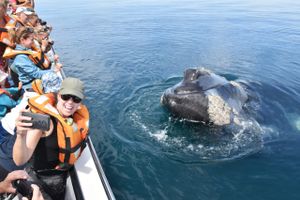 Actividad - Península Valdes con Avistaje de Ballenas Opcional