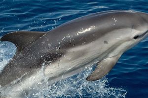 Actividad - Avistamiento de delfines en Benalmádena