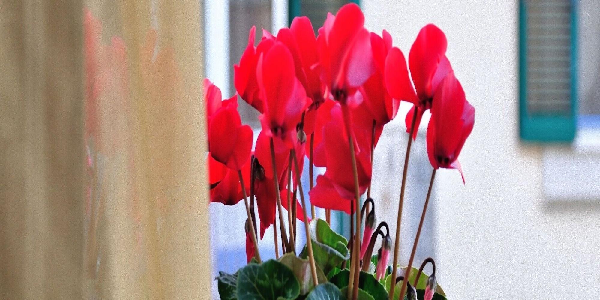 Varios B&B Donna Eleonora