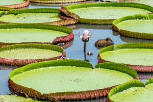 Actividad - Tour por el lago do Maicá