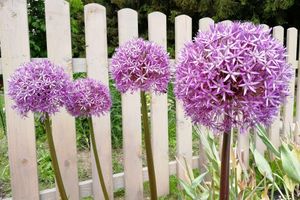 Alojamiento - Penzion Bílá voda