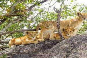 Alquiler Vacacional - 30minutes to the airport- Julias Nyerere international airport