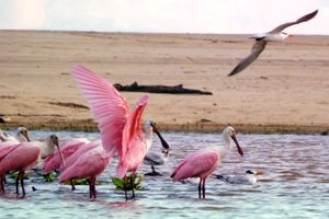 Actividad - Laguna de Manialtepec