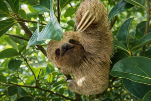 Actividad - Visita a una cascada, observación de perezosos, con café y chocolate.