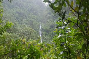 Actividad - Caminata a cascada hawaiana - Tour de medio día