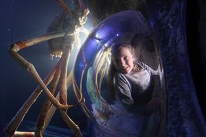 Actividad - Visite SEA LIFE Manchester