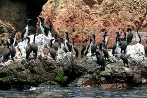 Actividad - FULL DAY PARACAS: ISLAS BALLESTAS + PLAYA LA MINA