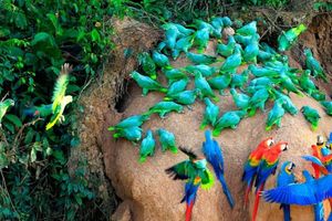 Actividad - Magia con Guacamayas: 3 Días en la Collpa de Tambopata