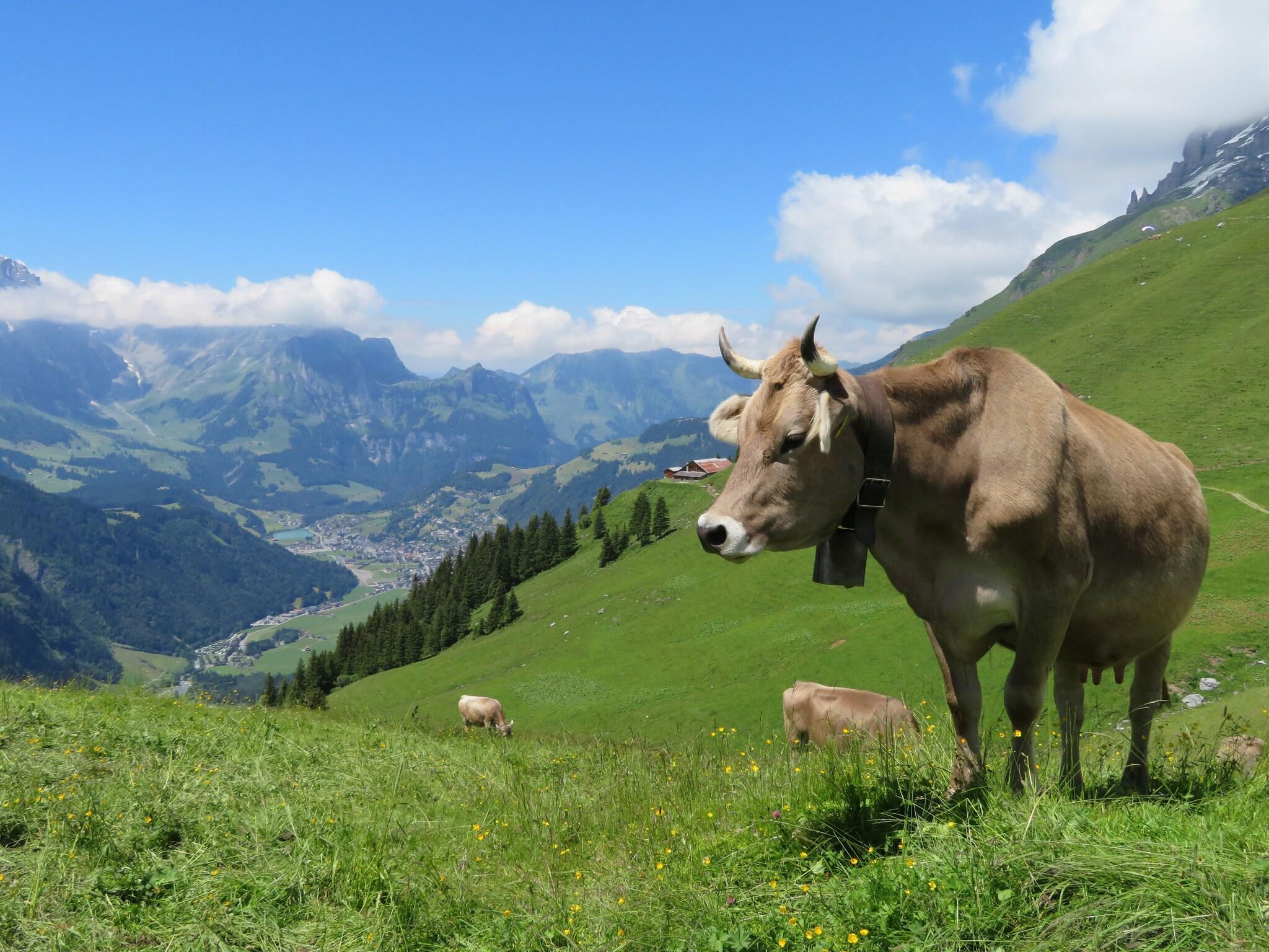 Instalaciones Recreativas H+ Hotel & SPA Engelberg