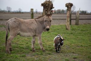 Alojamiento - B&B Het Schaliënhof