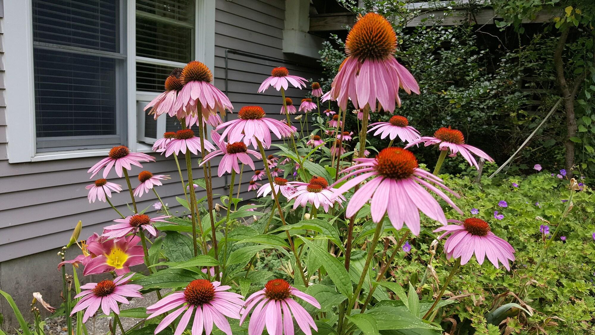 Vista Exterior Blackberry Inn