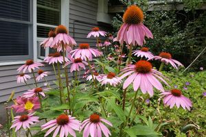 Alojamiento - Blackberry Inn