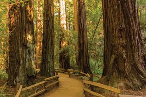 Actividad - Excursión a Muir Woods y Sausalito / incluye entrada de $15