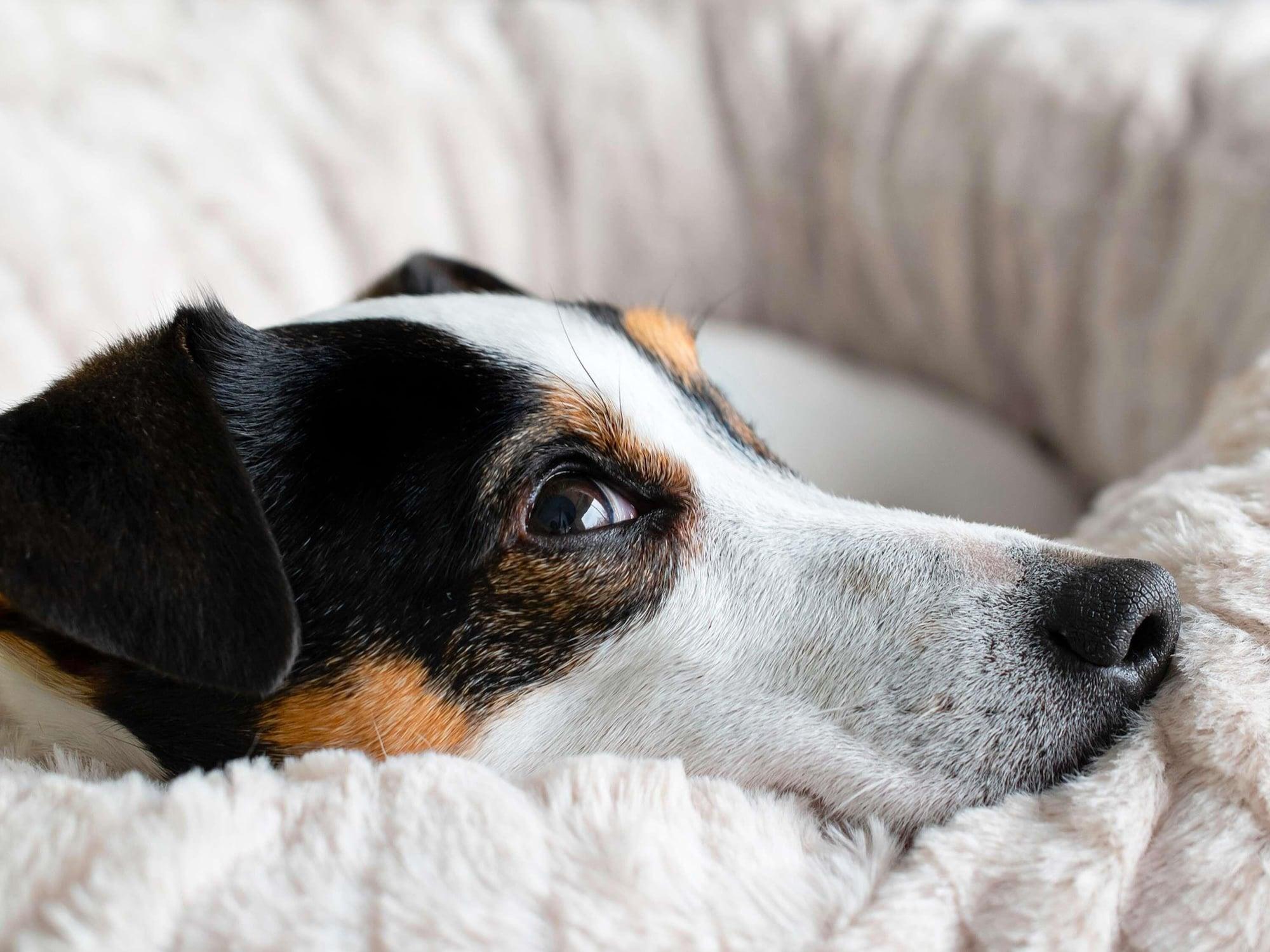 Varios Ibis Budget Tours Sud