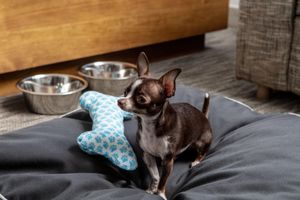 Alojamiento - Element Chattanooga East