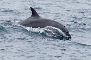 Passeio - Excursão à Ilha de Damas