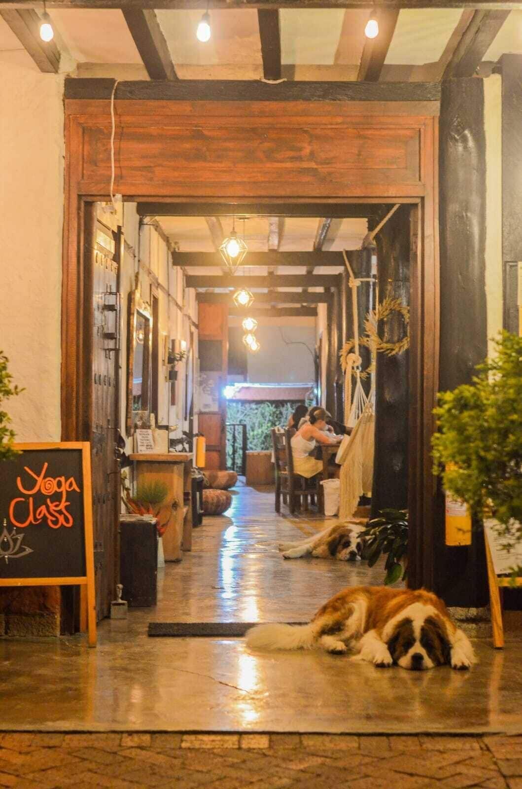 Vista Lobby Coffee Tree Boutique Hostel