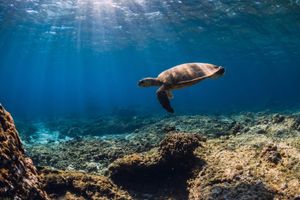 Actividad - Tour Playa Balandra y Snorkel con Lobos Marinos