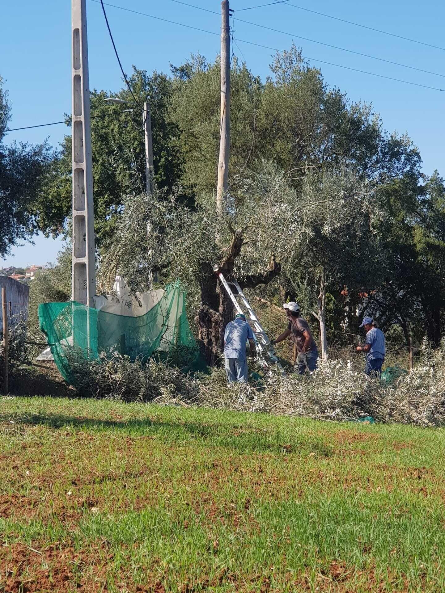 Vista Exterior Quinta da Choupana
