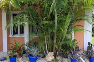 Alojamiento - Coconut Palm Hideaway