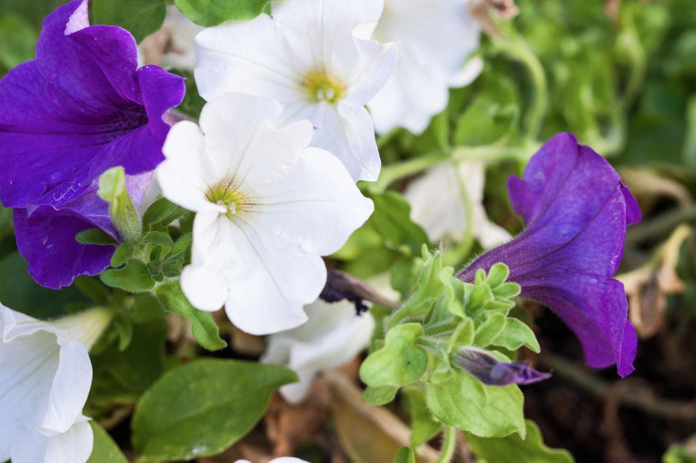 Hotel Arcobaleno Boutique Hotel