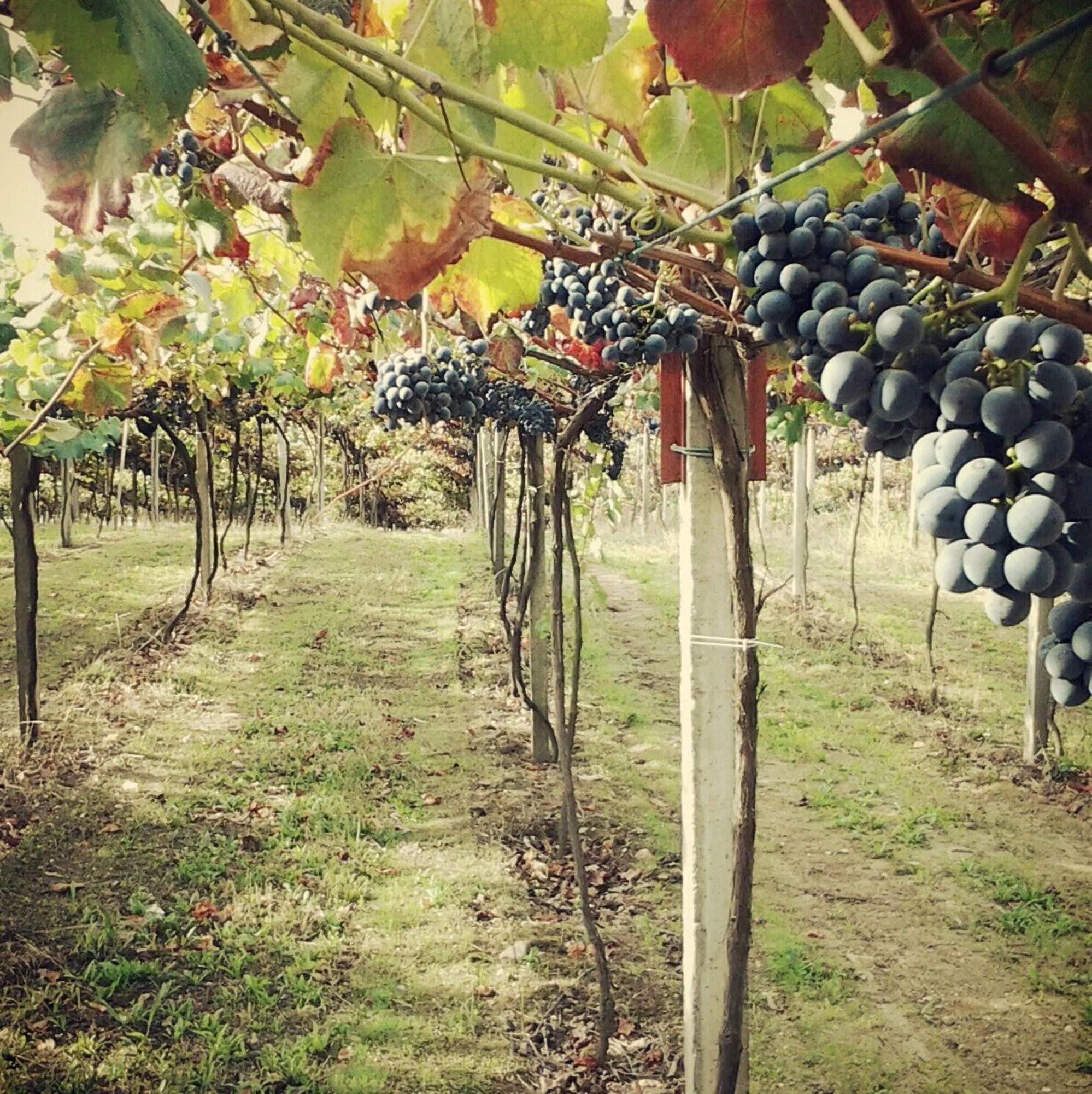 Instalaciones Recreativas Hotel Nande