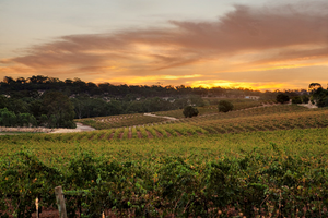 Actividad - Cata de vinos y descubrimiento de la costa - Excursión de medio día para grupos pequeños