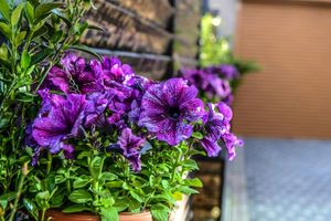 Alojamiento - Armada Villa Hotel