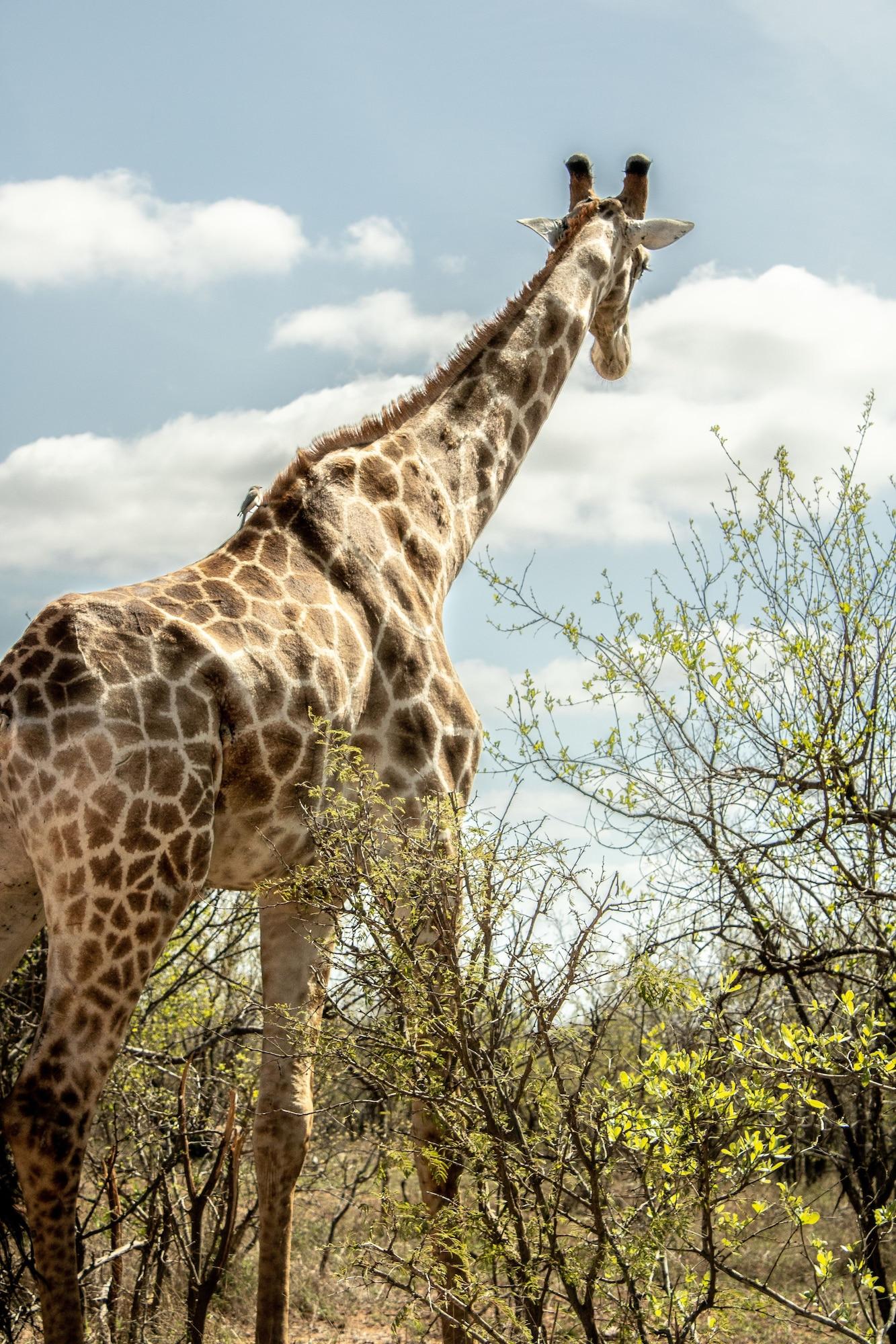 Instalaciones Recreativas HomeBase Kruger - Hostel