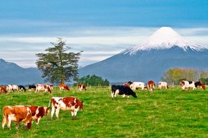Paquete - Paquetes a Puerto Montt
