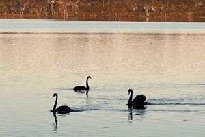 Alquiler Vacacional - Cosy little cottage in Brightwaters NSW close to the shores of Lake Macquarie.